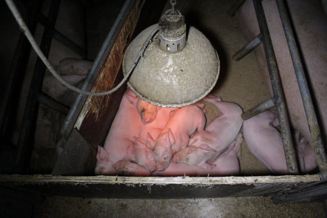 Farrowing Crates at Aroora Piggery SA