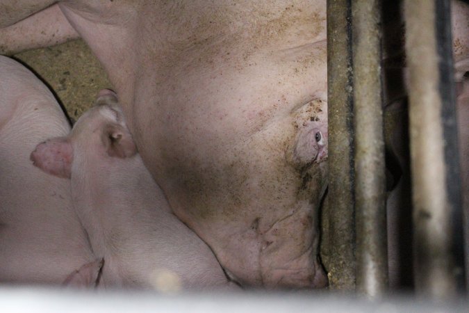 Farrowing Crates at Aroora Piggery SA