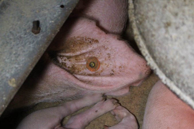 Farrowing Crates at Aroora Piggery SA