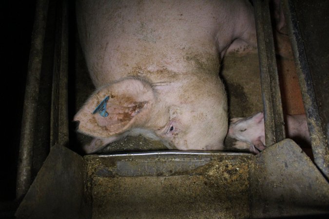 Farrowing Crates at Aroora Piggery SA