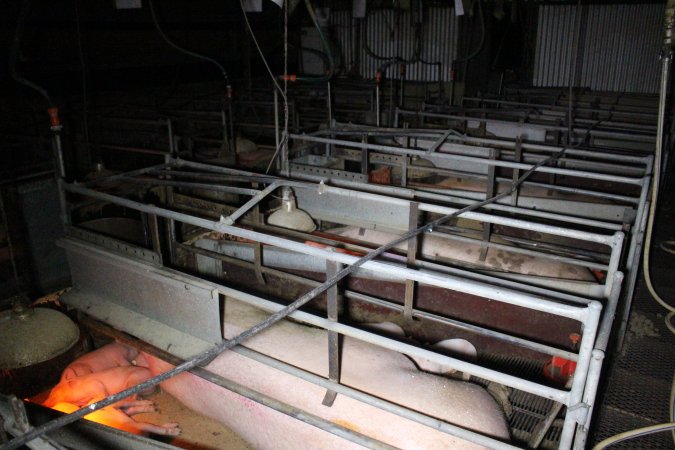 Farrowing Crates at Aroora Piggery SA