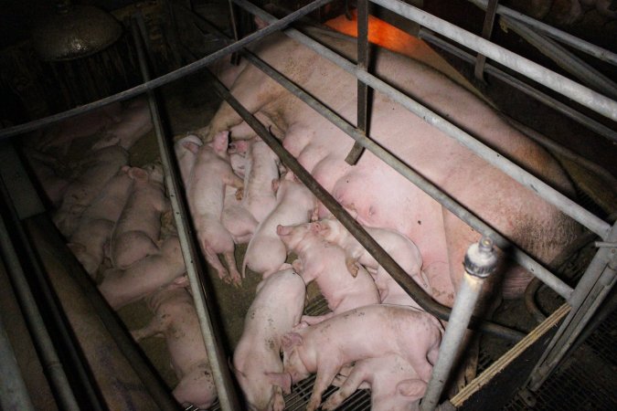 Farrowing Crates at Aroora Piggery SA