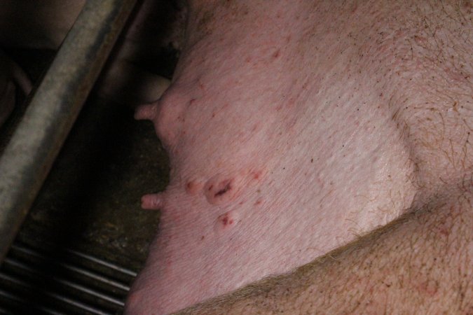 Farrowing Crates at Aroora Piggery SA