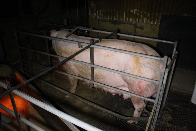 Farrowing Crates at Aroora Piggery SA