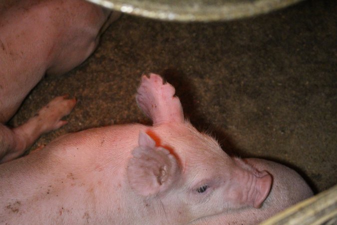 Farrowing Crates at Aroora Piggery SA