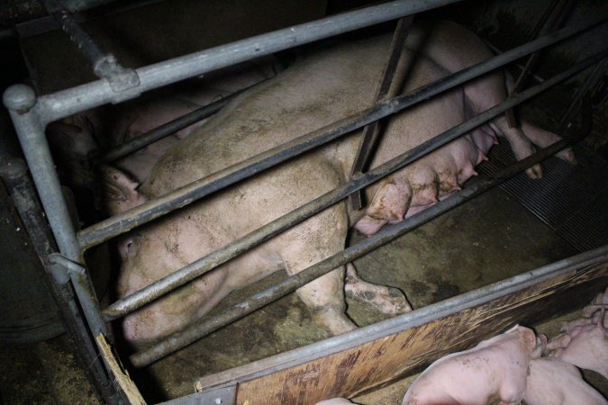 Farrowing Crates at Aroora Piggery SA