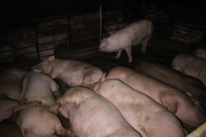 Farrowing Crates at Aroora Piggery SA