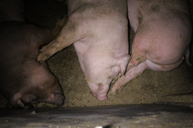 Farrowing Crates at Aroora Piggery SA