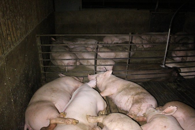 Farrowing Crates at Aroora Piggery SA