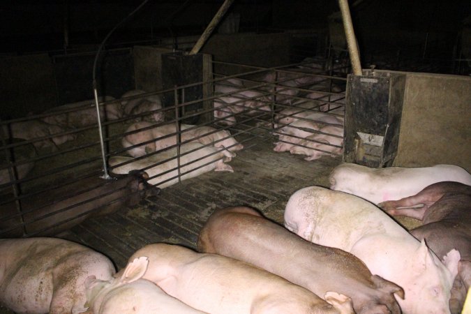 Farrowing Crates at Aroora Piggery SA