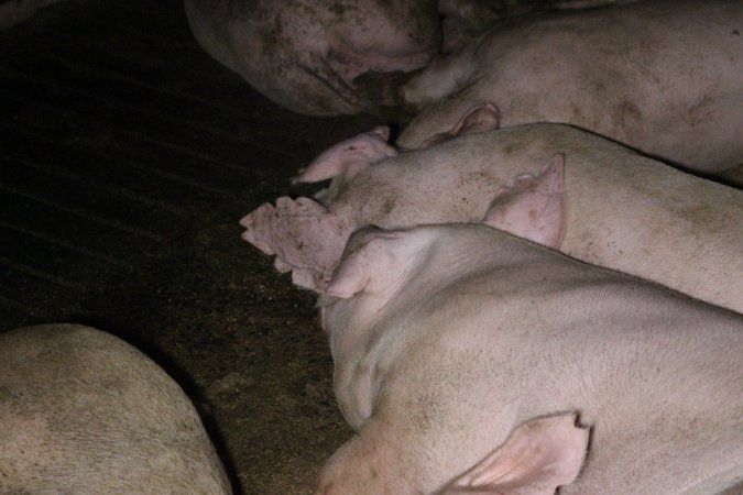 Farrowing Crates at Aroora Piggery SA