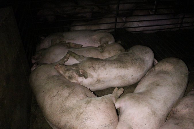 Farrowing Crates at Aroora Piggery SA