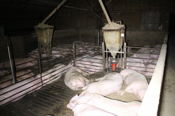 Farrowing Crates at Aroora Piggery SA