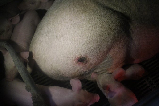 Farrowing Crates at Balpool Station Piggery NSW