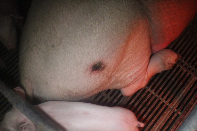 Farrowing Crates at Balpool Station Piggery NSW