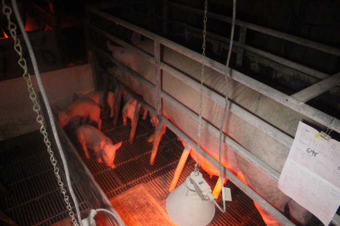 Farrowing Crates at Balpool Station Piggery NSW