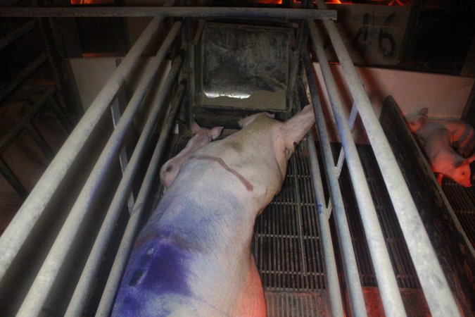 Farrowing Crates at Balpool Station Piggery NSW