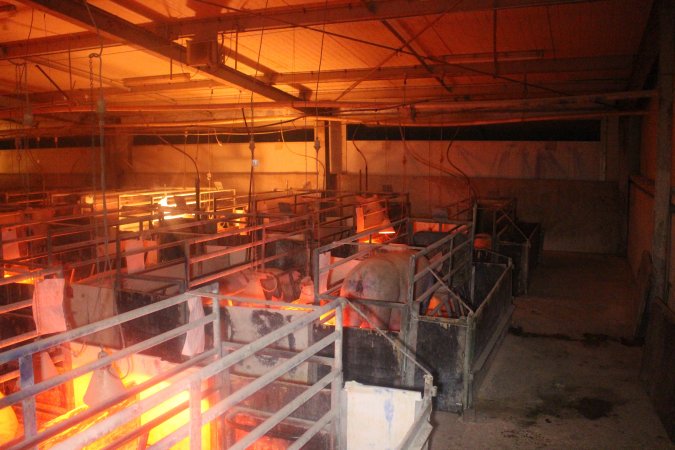 Farrowing Crates at Balpool Station Piggery NSW