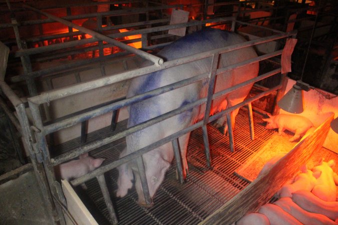 Farrowing Crates at Balpool Station Piggery NSW