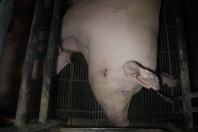 Farrowing Crates at Balpool Station Piggery NSW