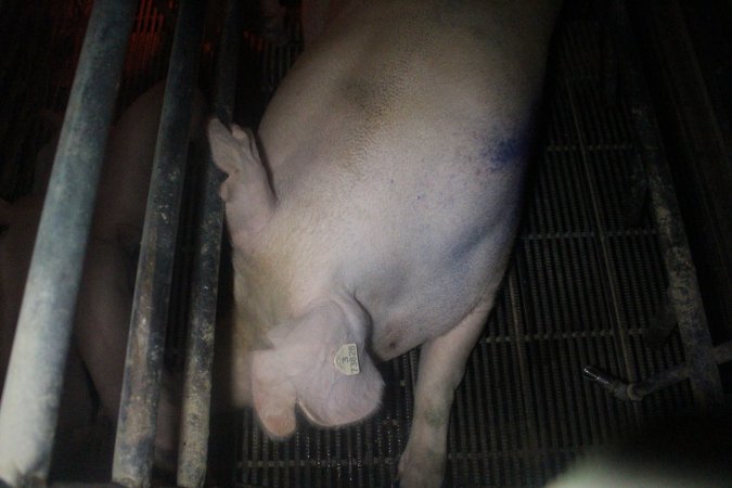 Farrowing Crates at Balpool Station Piggery NSW
