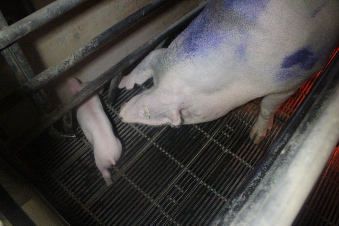 Farrowing Crates at Balpool Station Piggery NSW