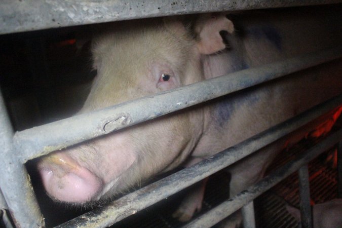 Farrowing Crates at Balpool Station Piggery NSW