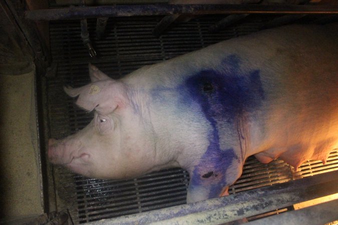 Farrowing Crates at Balpool Station Piggery NSW