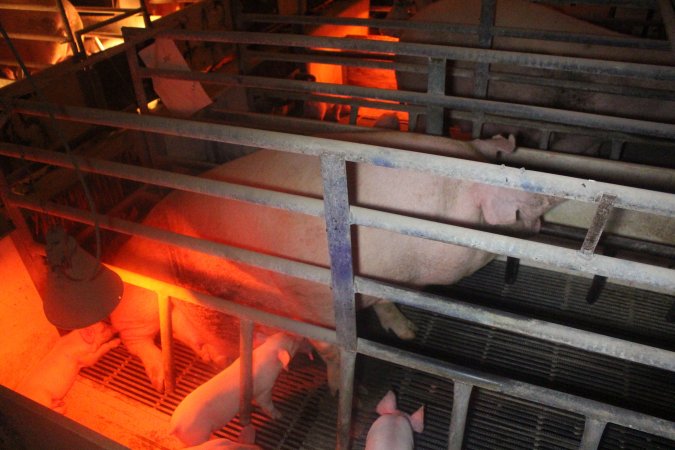 Farrowing Crates at Balpool Station Piggery NSW