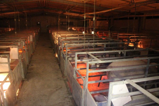 Farrowing Crates at Balpool Station Piggery NSW