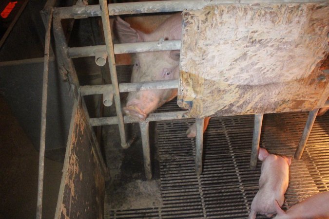 Farrowing Crates at Balpool Station Piggery NSW