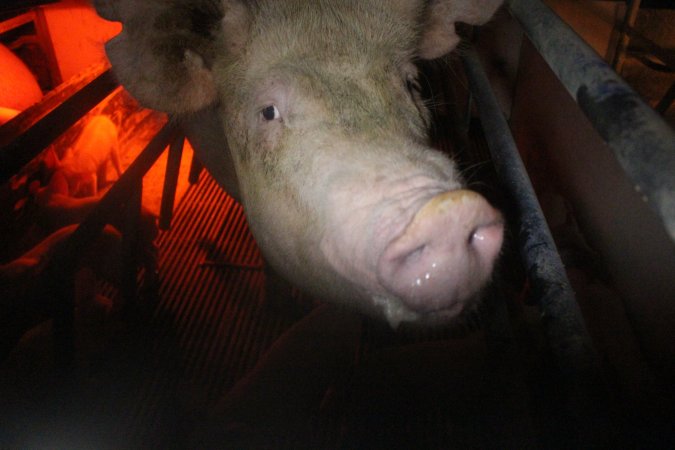 Farrowing Crates at Balpool Station Piggery NSW