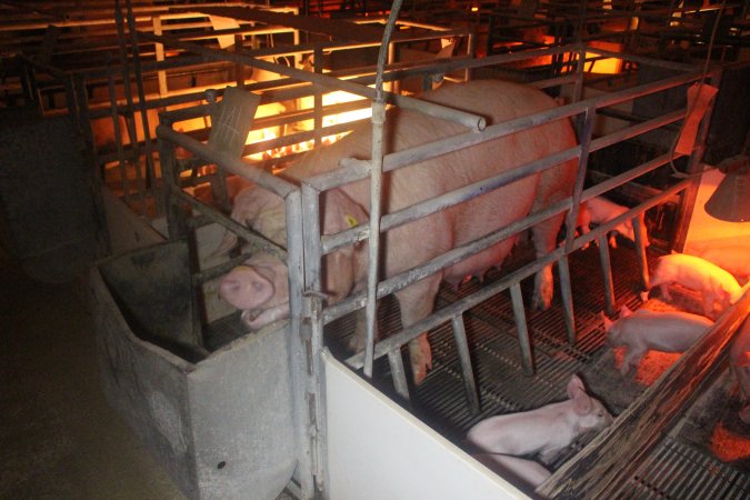 Farrowing Crates at Balpool Station Piggery NSW