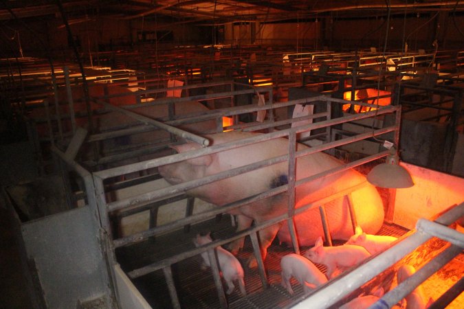 Farrowing Crates at Balpool Station Piggery NSW