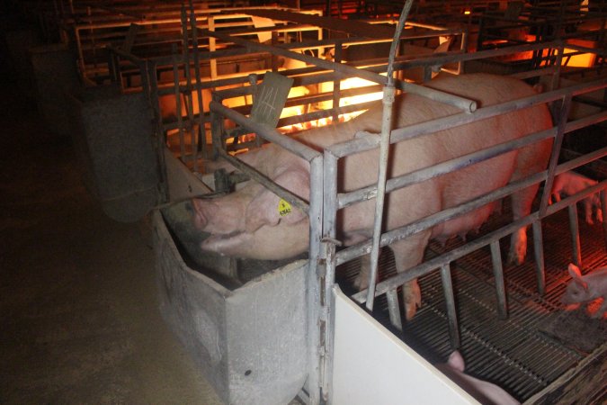 Farrowing Crates at Balpool Station Piggery NSW