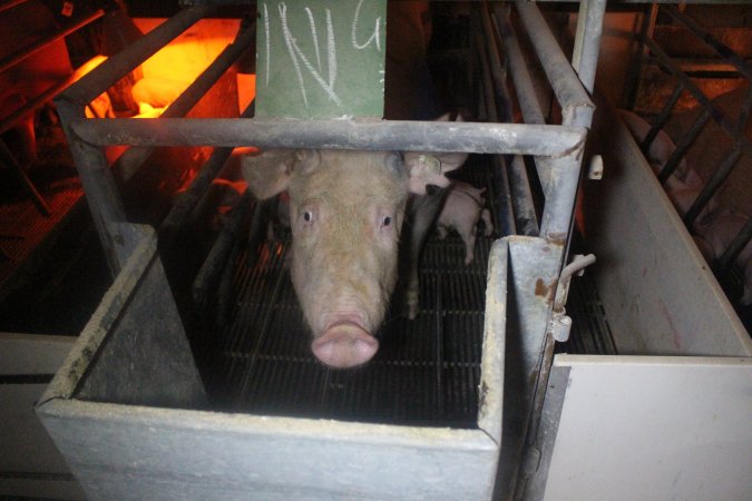 Farrowing Crates at Balpool Station Piggery NSW