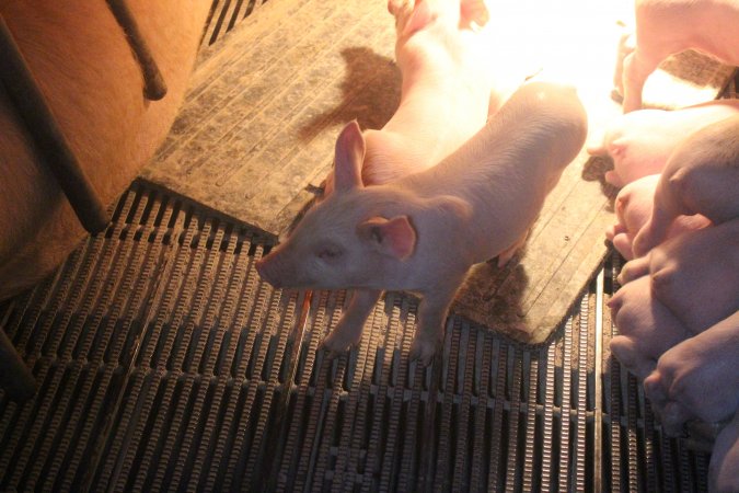 Farrowing Crates at Balpool Station Piggery NSW
