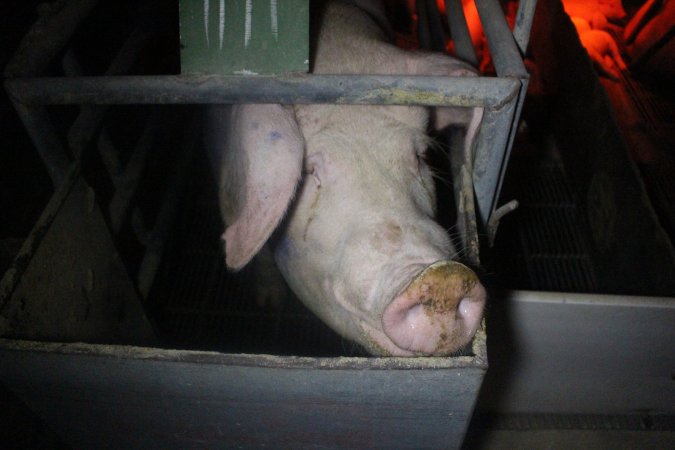 Farrowing Crates at Balpool Station Piggery NSW