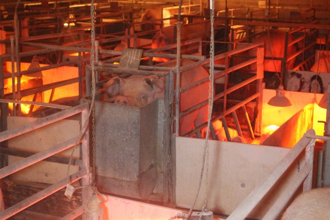 Farrowing Crates at Balpool Station Piggery NSW