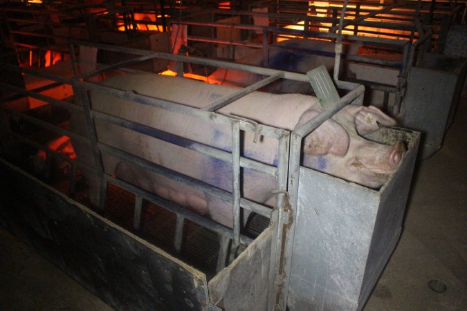 Farrowing Crates at Balpool Station Piggery NSW