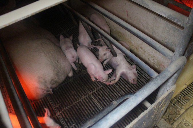 Farrowing Crates at Balpool Station Piggery NSW
