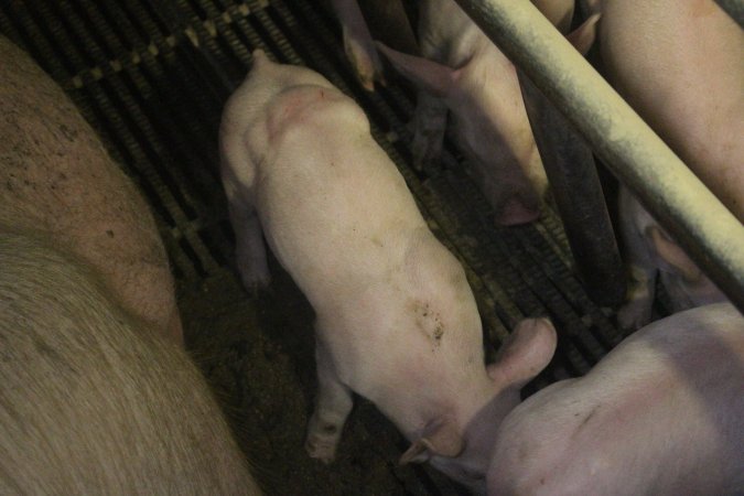 Farrowing Crates at Balpool Station Piggery NSW