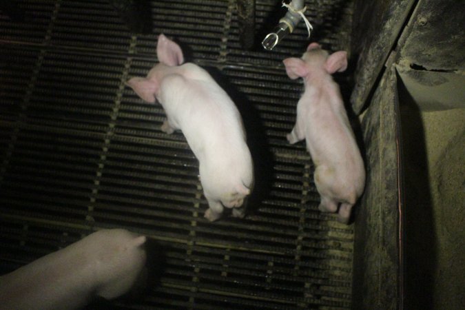 Farrowing Crates at Balpool Station Piggery NSW