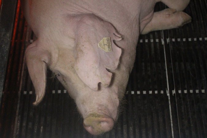 Farrowing Crates at Balpool Station Piggery NSW