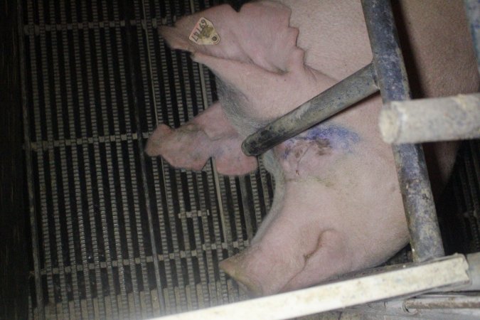 Farrowing Crates at Balpool Station Piggery NSW