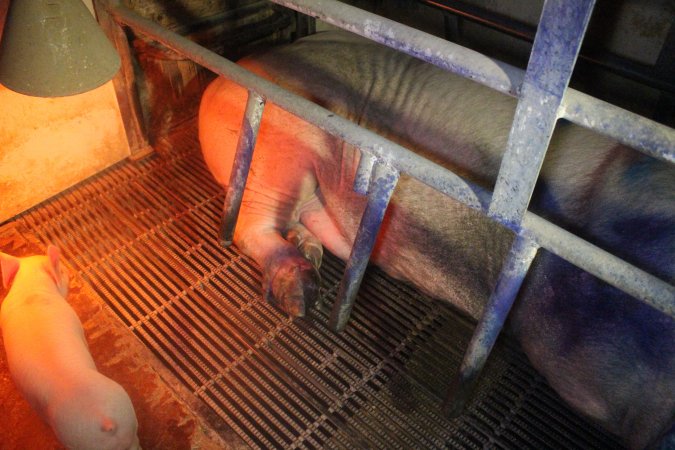 Farrowing Crates at Balpool Station Piggery NSW