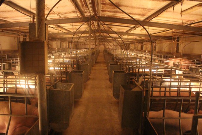 Farrowing Crates at Balpool Station Piggery NSW