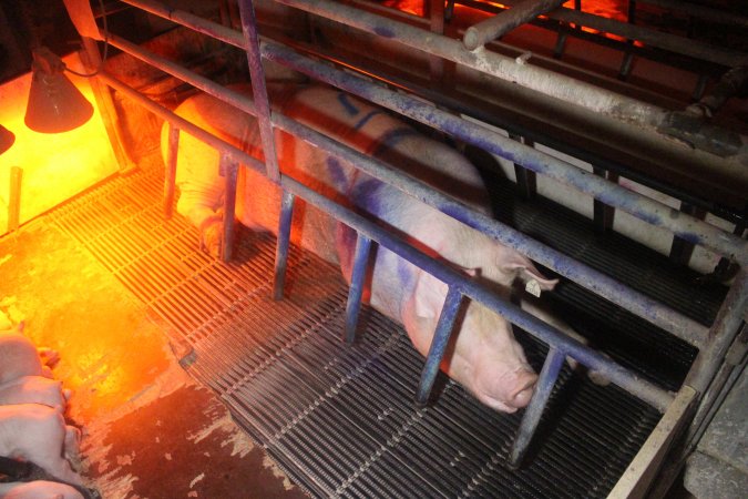 Farrowing Crates at Balpool Station Piggery NSW