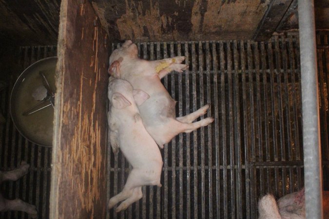 Farrowing Crates at Balpool Station Piggery NSW