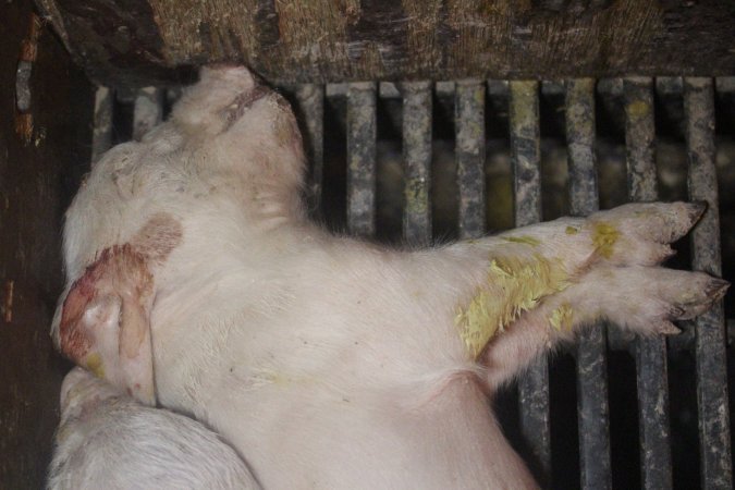 Farrowing Crates at Balpool Station Piggery NSW